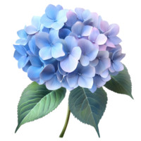Fresh Blue Hydrangea with Leaves Transparent Background png