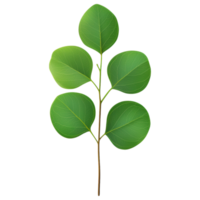 Free Isolated on Transparent Background, Fresh green leaves create vibrant and lively atmosphere png