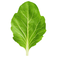 Free Isolated on Transparent Background, Fresh green leaf showcasing vibrant texture and intricate veins png