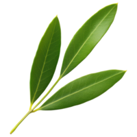Free Isolated on Transparent Background, Fresh green leaves display vibrant colors and intricate textures, symbolizing nature beauty and vitality png