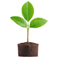 Free Isolated on Transparent Background, vibrant green plant with fresh leaves emerges from rich soil, symbolizing growth and renewal png