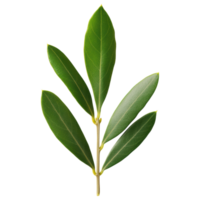 Free Isolated on Transparent Background, Fresh green leaves create vibrant and natural aesthetic perfect for any design png