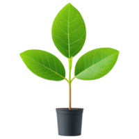 Free Isolated on Transparent Background, vibrant green plant with large leaves grows in black pot showcasing nature beauty and vitality png