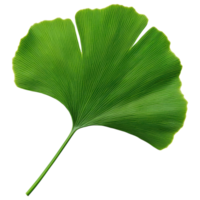 Free Isolated on Transparent Background, vibrant green leaf showcases intricate veins and unique shape, symbolizing nature beauty png