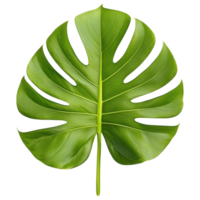 Free Isolated on Transparent Background, vibrant green leaf showcases its intricate structure, perfect for adding touch png