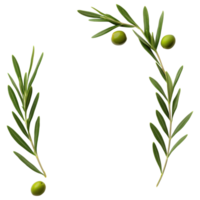 Free Isolated on Transparent Background, Fresh green leaves and olives create natural frame that enhances beauty of any design png