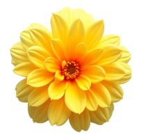 yellow dahlia flower isolated on transparent background png