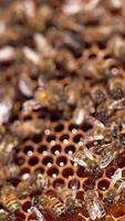 Honey cells with fresh honey. Bees crawling and fluttering wings on honeycombs full of organic honey. Man's hand touches bees. Macro shot. Vertical video