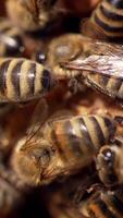 Striped bees on honeycomb. Swarm of busy honey insects working on a frame. Beautiful bees making organic honey. Macro shot. Vertical video