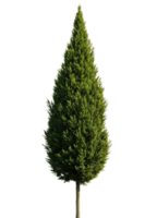Tall, slender coniferous tree isolated on a transparent background, ideal for adding a touch of evergreen elegance to designs and visualizations png