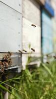 Busy bees flying into wooden beehive box. Swarm of honey bees flying in and out the beehive in summer day. Honey bees at the entrance of a hive. Slow motion. Vertical video