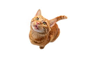 An orange tabby cat with a cheerful expression, big green eyes, and upright tail, capturing a moment of lively interaction png