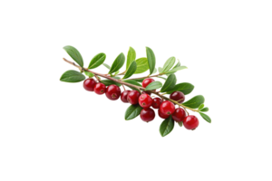 A cluster of deep red berries on a woody branch, surrounded by dark green leaves, captured in a pristine, natural presentation png