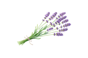 A delicate bundle of lavender flowers, tied with twine. The soft purple blooms and green stems create a soothing, rustic charm png