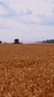 Industrial technique working in farmland. Golden field with ripe wheat at harvest season. Combine harvester gathering crop. Vertical video