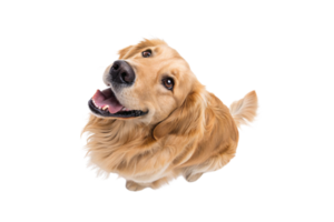 A cheerful golden retriever with a radiant smile, tilting its head slightly, exuding warmth and friendliness against a white background png
