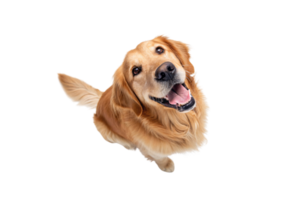 A golden retriever with a joyful expression, wide grin, and soft fur, engaging with a playful and curious gaze png