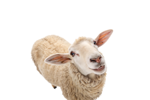 A fluffy sheep with perky ears and a sweet smile, tilting its head slightly, giving an endearing and lively demeanor png