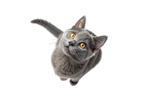 A sleek gray cat with vibrant yellow eyes, staring upward intently, radiating curiosity and elegance, with its tail curling gently png