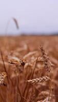 Dry grain spikelets on blurred field background. Ripe wheat ears swaying in wind. Field of agriculture crop at harvesting time. Close-up. Vertical video