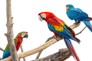 Three colorful macaws on branches. Dominant hues of red, yellow, blue, and green with unique postures. Black backdrop emphasizes their vibrant plumage png