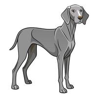 Isolated Image of a Majestic Weimaraner Dog with a Pristine White Background vector
