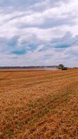 Seasonal works on agriculture field. Panoramic view on field after harvesting wheat. Combine harvester gathering ripe crop in farmland. Vertical video
