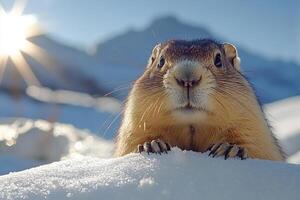 A marmot peers out from behind a snowy hill on a sunny day. Generated by artificial intelligence photo