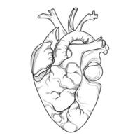 Detailed human anatomical heart black and white line drawing , ideal for medical concept, logo, print, educational content, tattoo designs, and science graphics. illustration vector