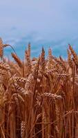 Ripe wheat field under blue sky. Ears of wheat swaying in wind. Agricultural plants at harvest season. Harvest and harvesting concept. Vertical video