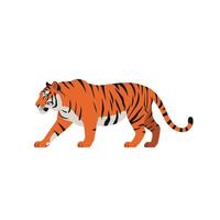 A majestic orange tiger walking confidently across a plain background in a minimal design style featuring bold lines and vibrant colors, illustration vector