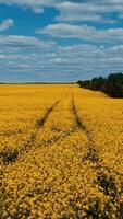 Yellow rapeseed field. Aerial view of tractor tracks in rape seed field video