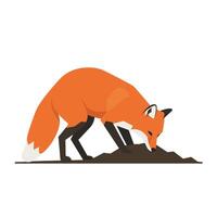 A playful red fox digging in the dirt with a flat design style, showcasing its vibrant fur and curious expression in this engaging art vector