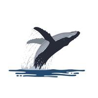 Majestic whale breaching the ocean surface in a dynamic pose, showcasing flat design style in vibrant blue and grey tones, art vector