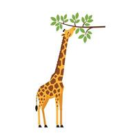 Giraffe reaching for green leaves on a branch in a flat and colorful design style illustration vector
