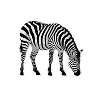 A grazing zebra with striking black and white stripes in a flat design style, showcasing natures beauty through art vector