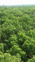 Aerial view of forest tree. Green tree forest view from above video