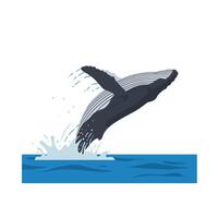 A humpback whale breaching the surface of the ocean in a dynamic flat illustration showcasing its majestic form and powerful splash of water vector