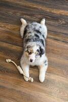 Aussie Australian Shepherd puppy in blue marble color and different eye color lies on his stomach with his paws back vertical photo copy space top view