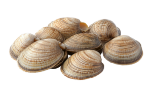 clams with striped, textured shells, with one open clam revealing its tender, glossy interior png
