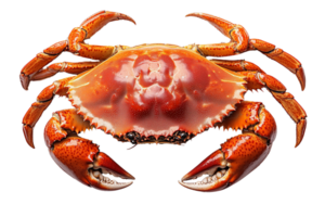 cut out isolated background. A vibrant red cooked crab with large claws raised, glistening with moisture png