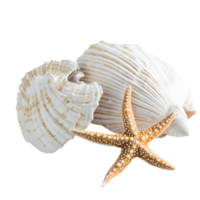 Stunning Starfish and Seashell Duo Display Isolated on Transparent Background png