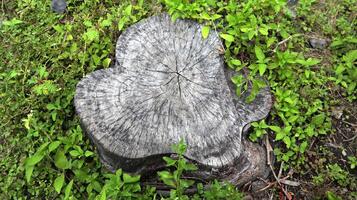 A Weathered Tree Stump in Nature's photo