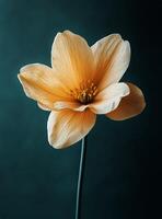 Elegant Orange Flower Illuminated Against Dark Background Showcasing Its Delicate Textures and Form photo