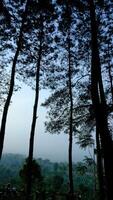 a view of the forest from the top of a hill photo