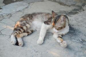 a cat lying on a cracked concrete surface photo