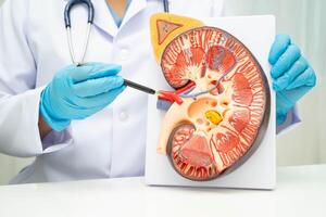 Chronic kidney disease, doctor with model for treatment urinary system, urology, Estimated glomerular filtrati photo