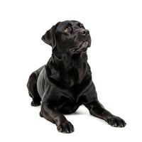 Black labrador retriever dog lying down and looking up with curiosity isolated on white background photo
