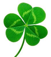 Shamrock or Three leaf clover isolated on white background photo