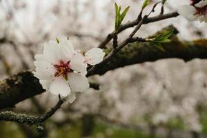 Almond Blossom is in its splendid Springtime Bloom, showcasing natures artistry photo